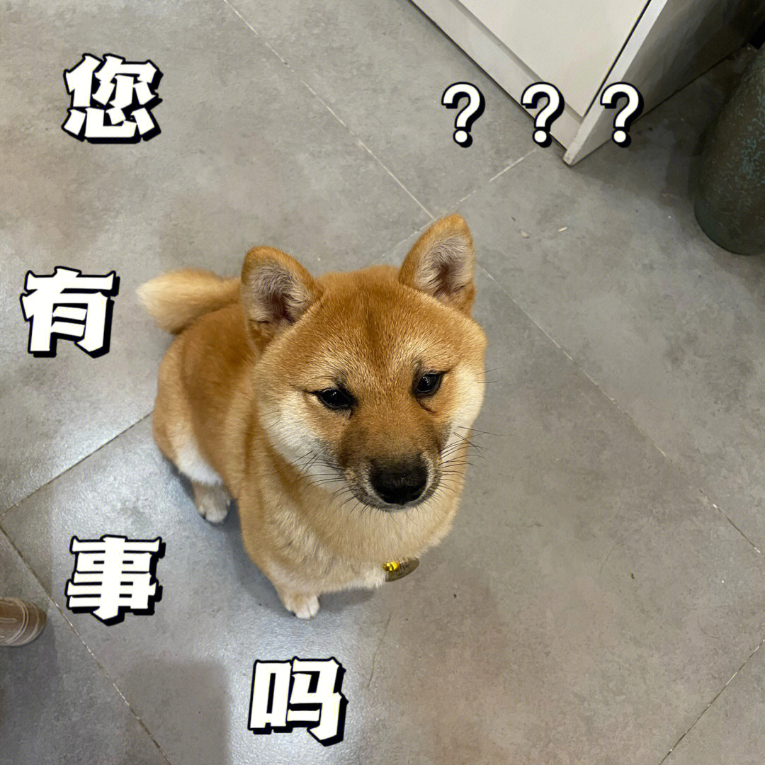 美甲店的可爱狗子,直接躺成表情包#柴犬#狗狗表情包