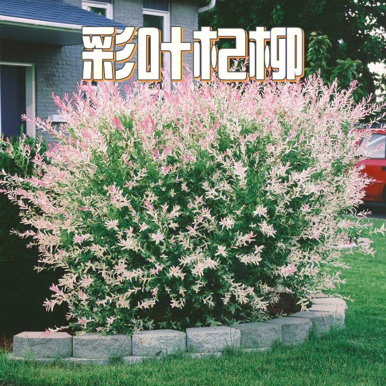 花境植物第71弹—花叶杞柳