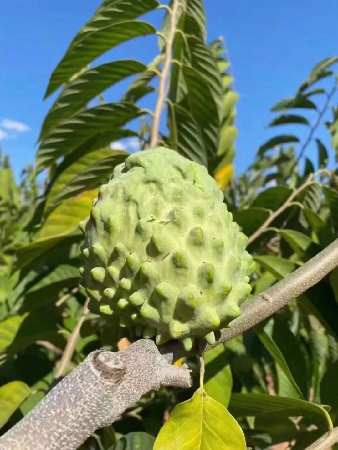 软糯浓甜的凤梨释迦水果界的天花板