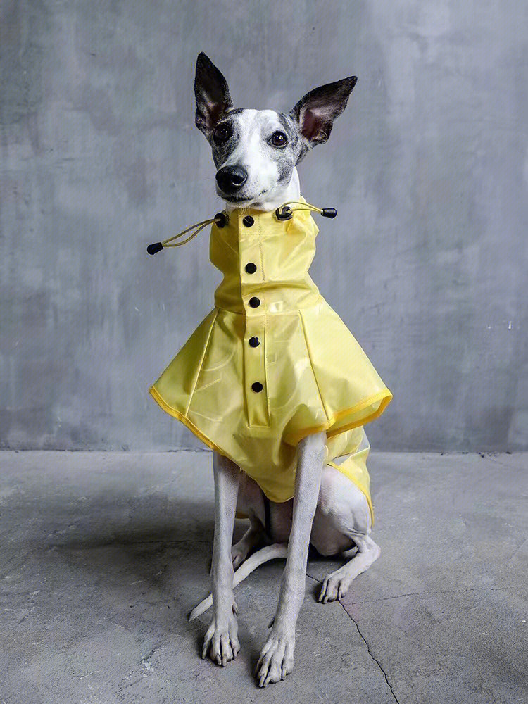 狗狗雨衣制作样板图图片