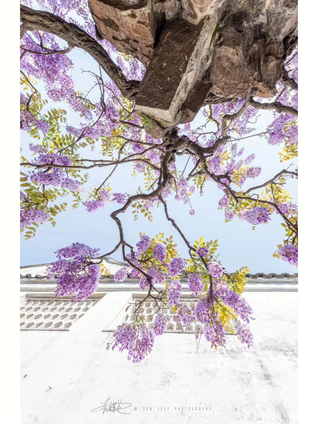 苏州网师园丨紫藤萝瀑布