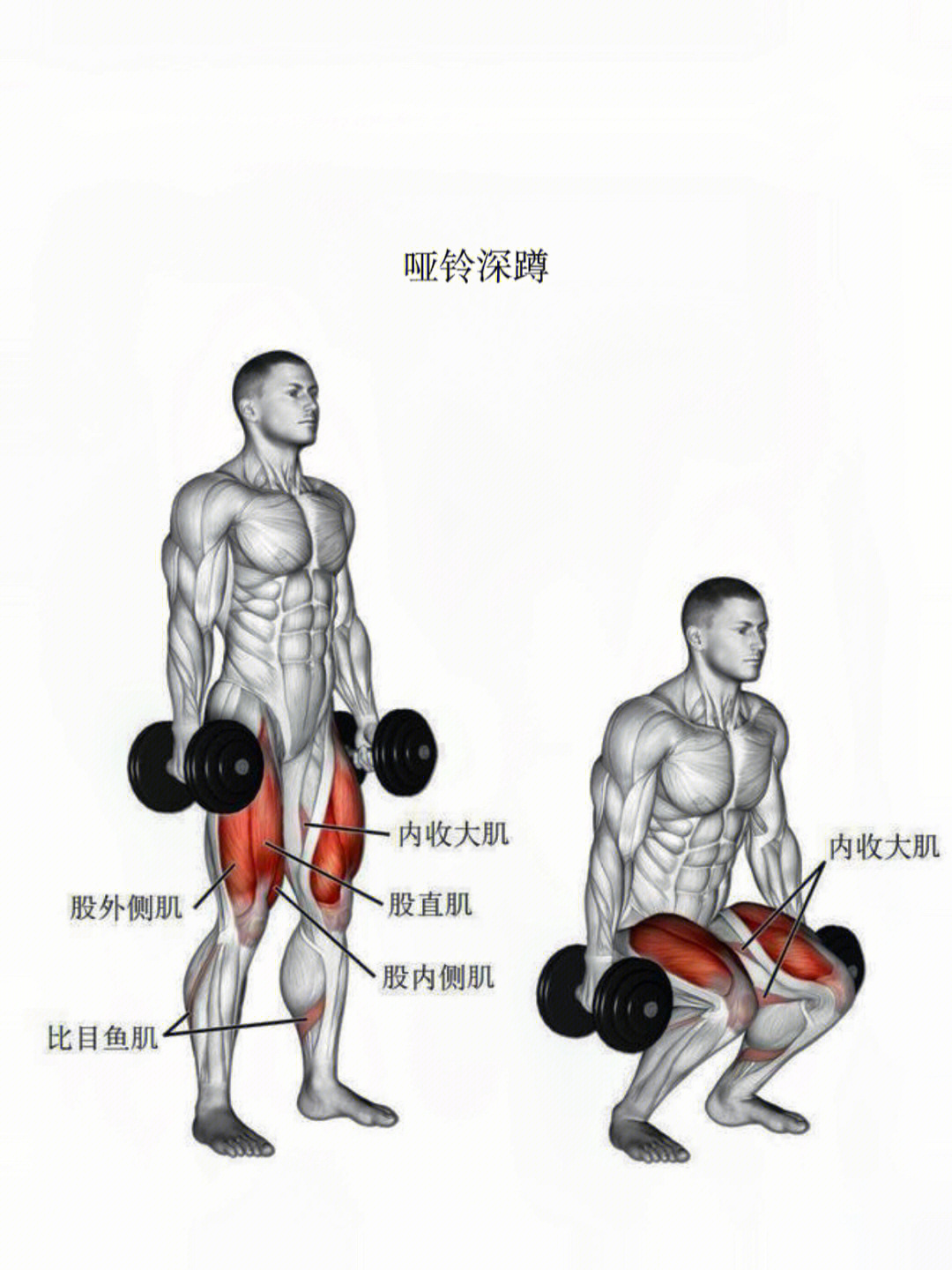 今日动作分享:哑铃深蹲训练肌肉部位:股四头肌,腘绳肌,小腿肌群01