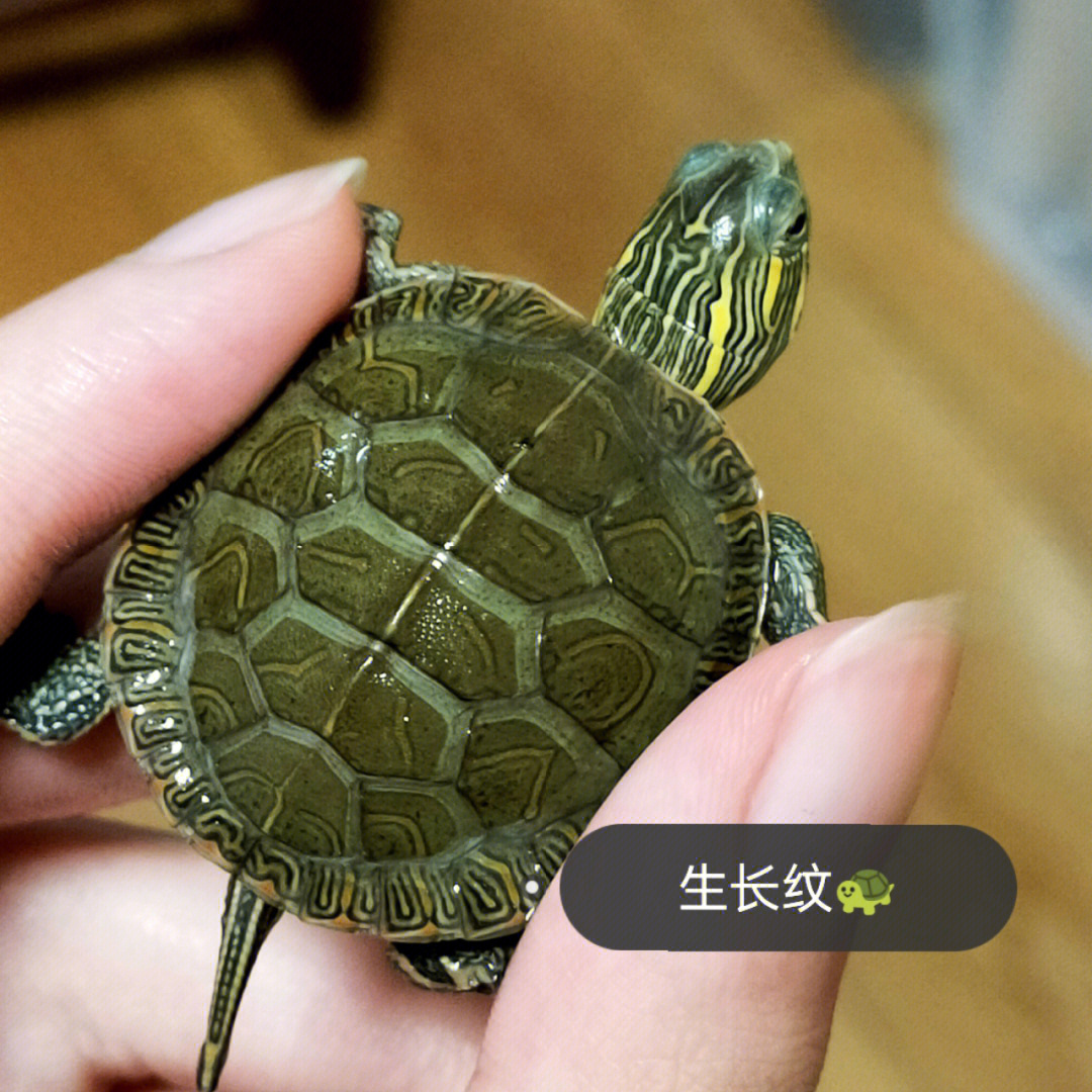 巴西龟生长速度图片