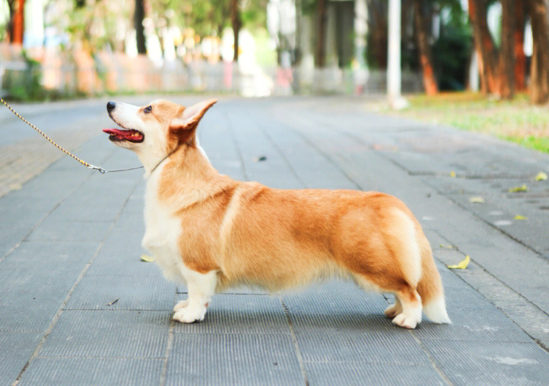 不断尾巴的柯基犬图片图片