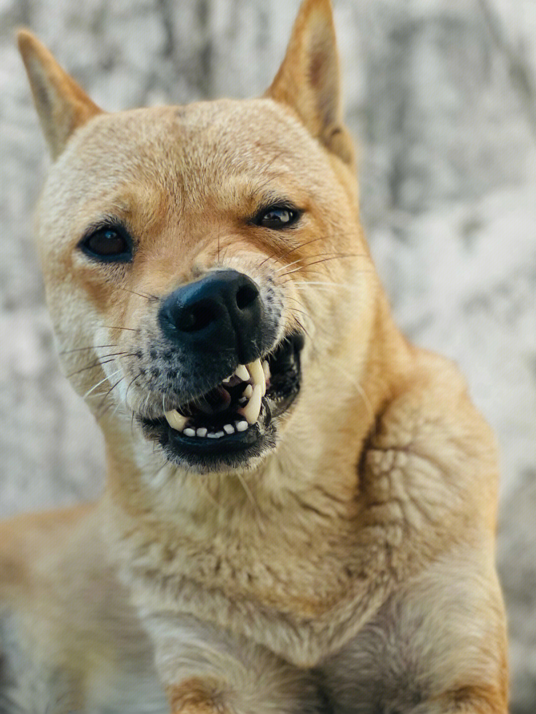 中华田园犬又名傻狗