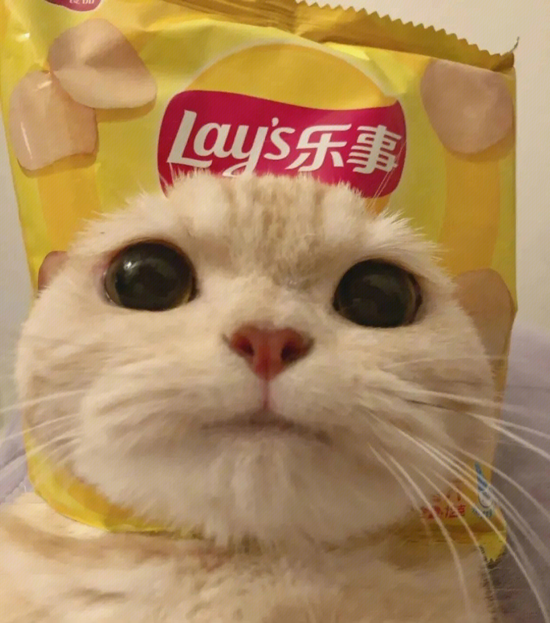 猫咪闺蜜头像