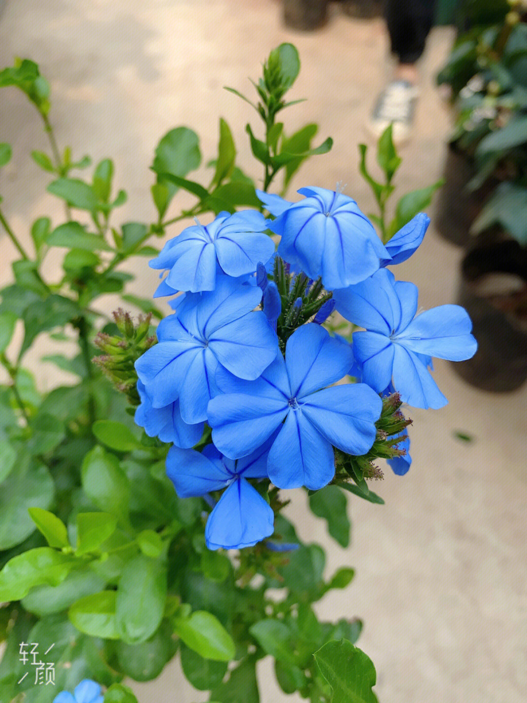 昆明的蓝樱花图片