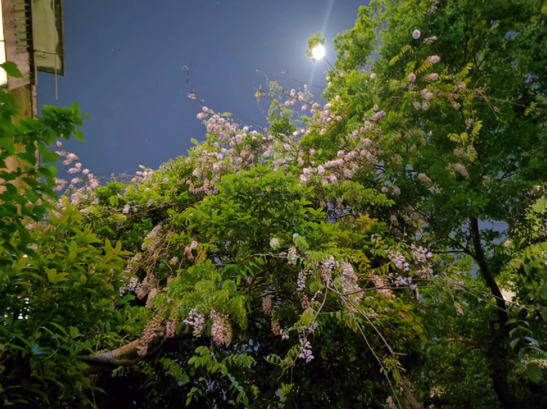 记录一下晚上的花花们