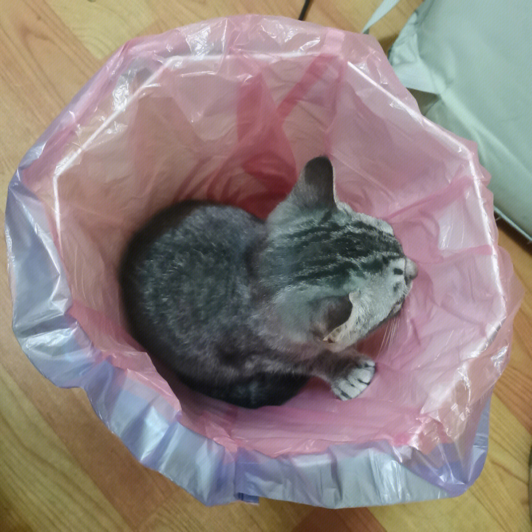 垃圾桶猫猫