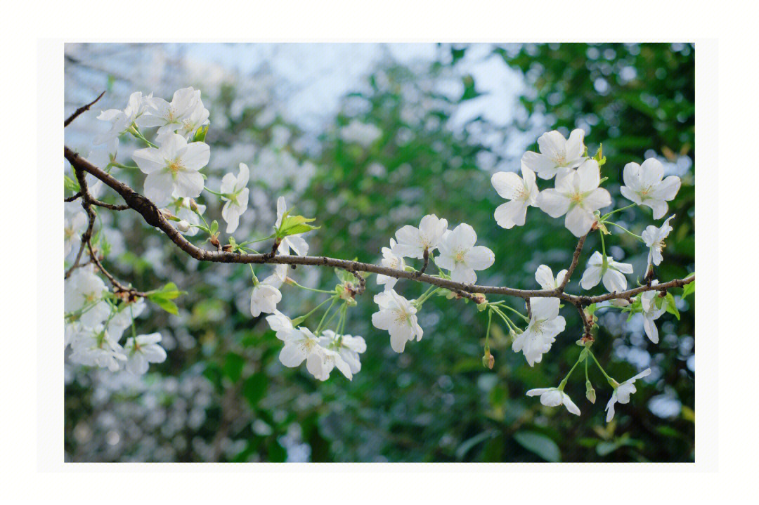 添了滤镜的梨花or李花02