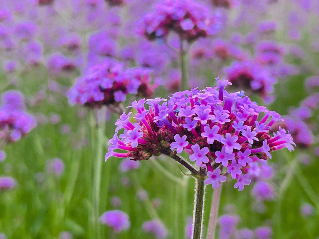 厦门香山公园花期图片