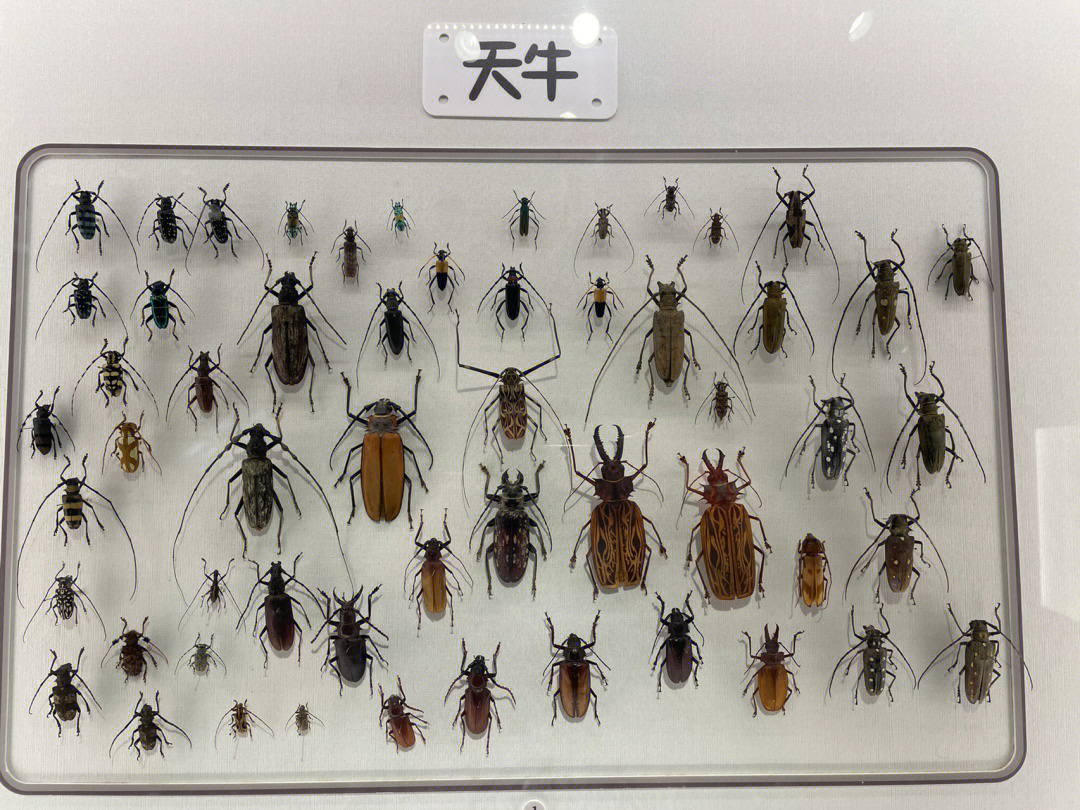 杨凌博览园昆虫博物馆图片
