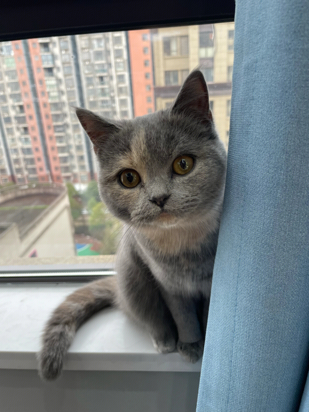 三花猫和蓝猫的崽图片图片