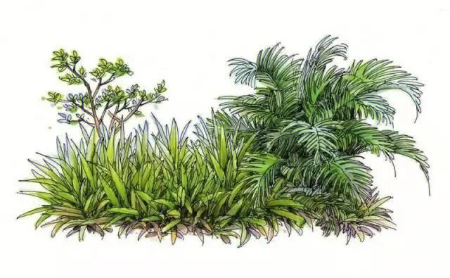 夏克梁景观植物表现与马克笔技巧