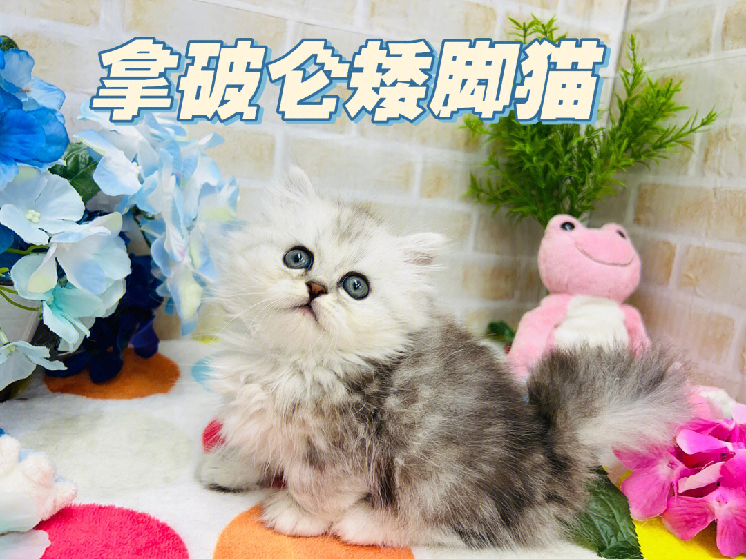 拿破仑矮脚猫日本小猫找新家