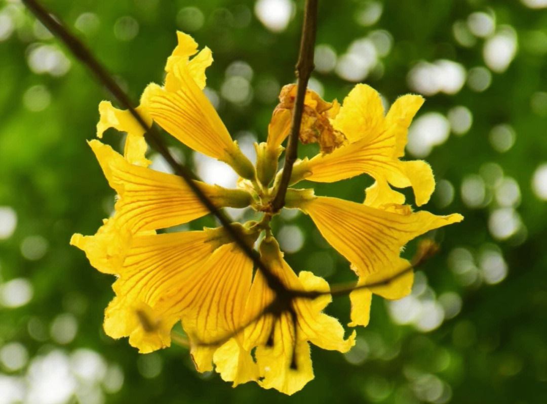 黄风铃花的寓意图片