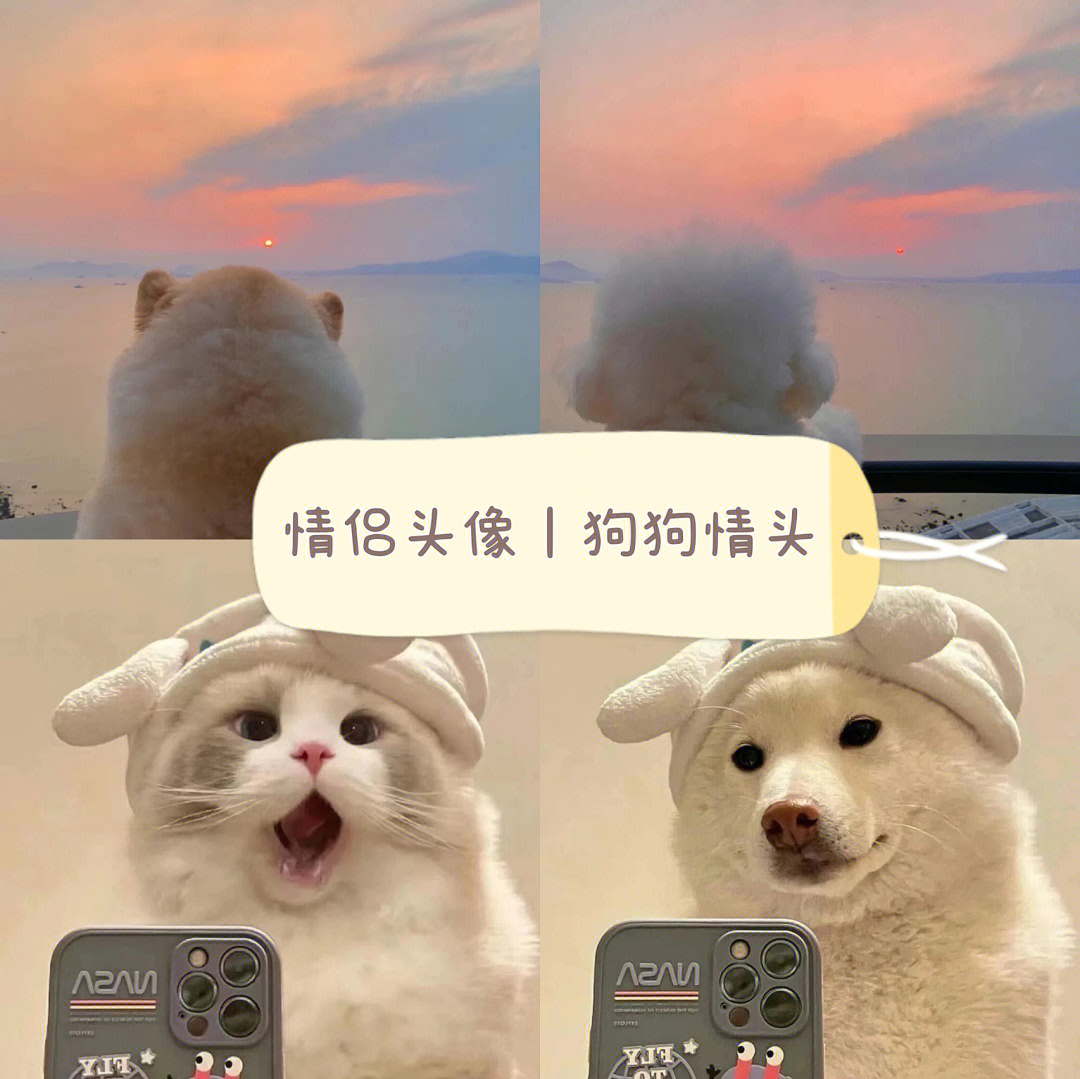 可爱猫猫狗狗萌宠情头凡所有相皆是虚妄