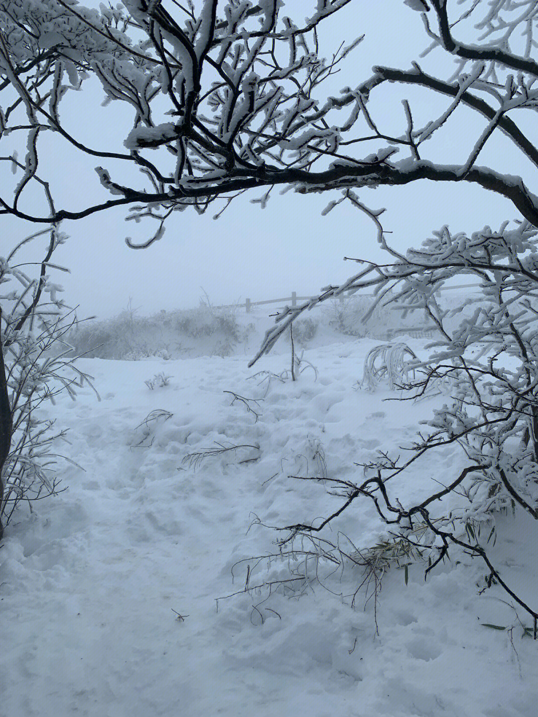 雪上云棠图片