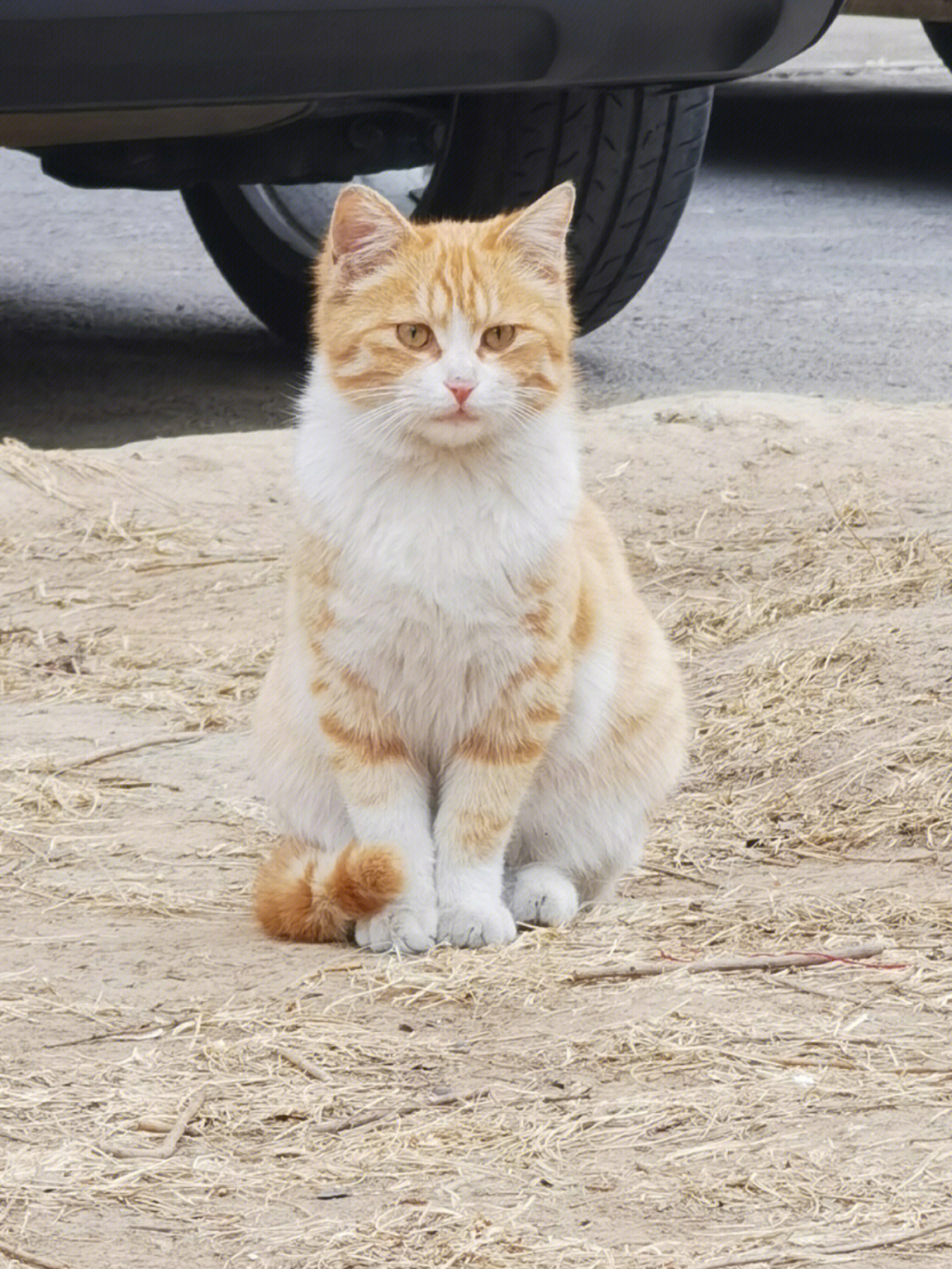 怎么会有这么可爱乖巧等待拍照的小野猫,也太爱了吧!