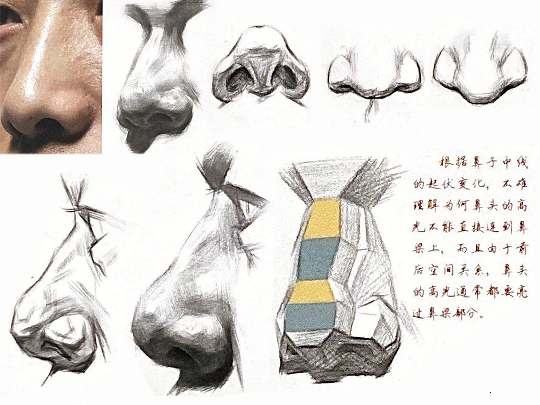 素描鼻子的画法结构图片