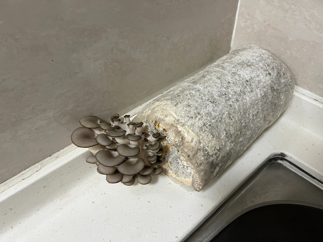蘑菇菌包废料的利用图片