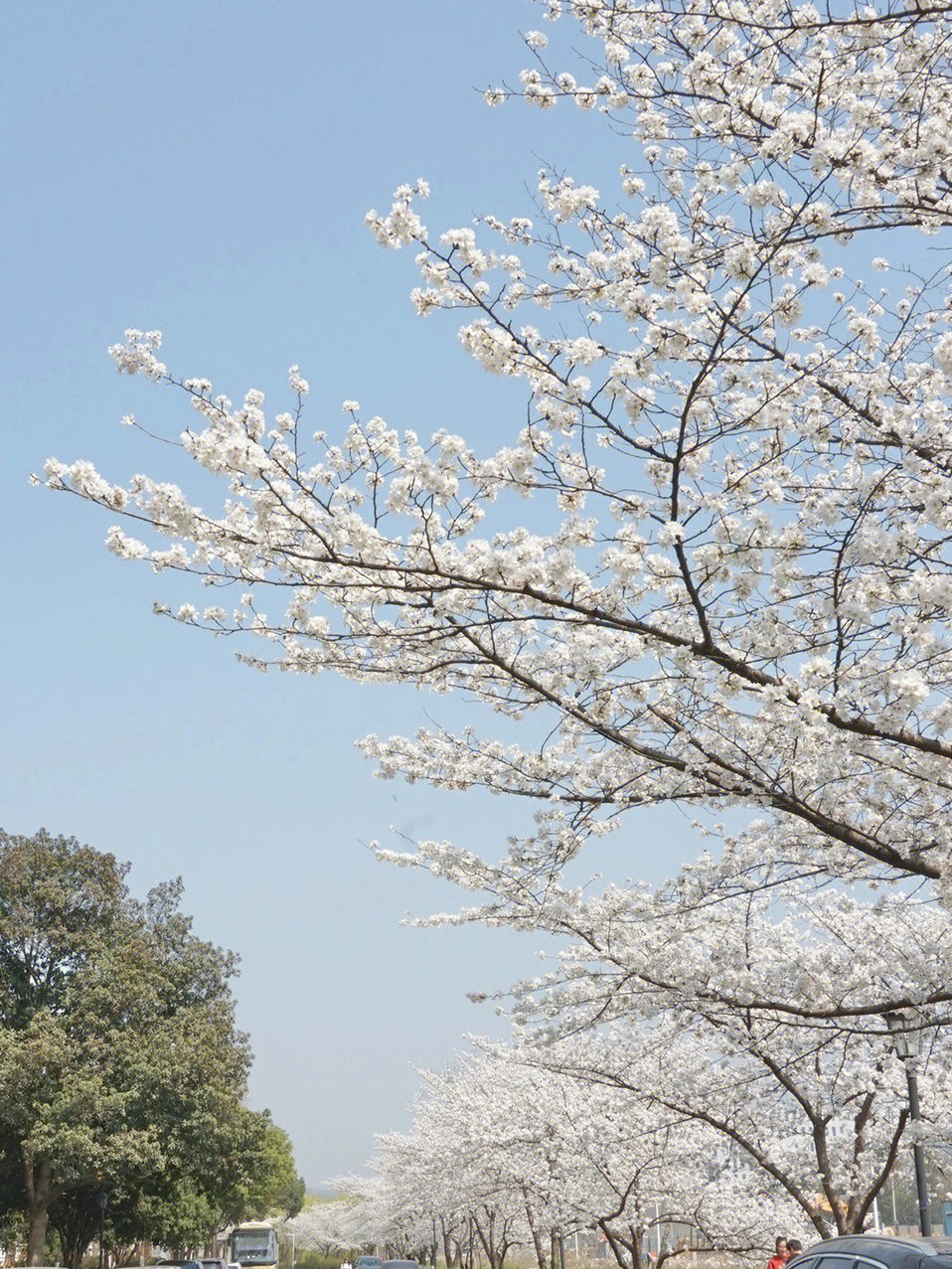 又一年樱花季