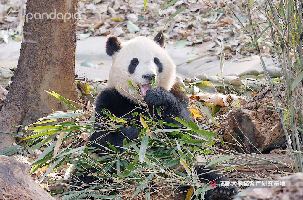 熊猫宝宝集体晒太阳图片