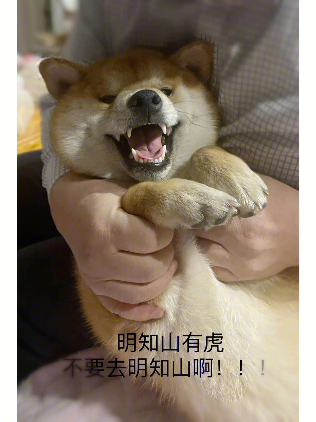 武士柴犬表情包图片