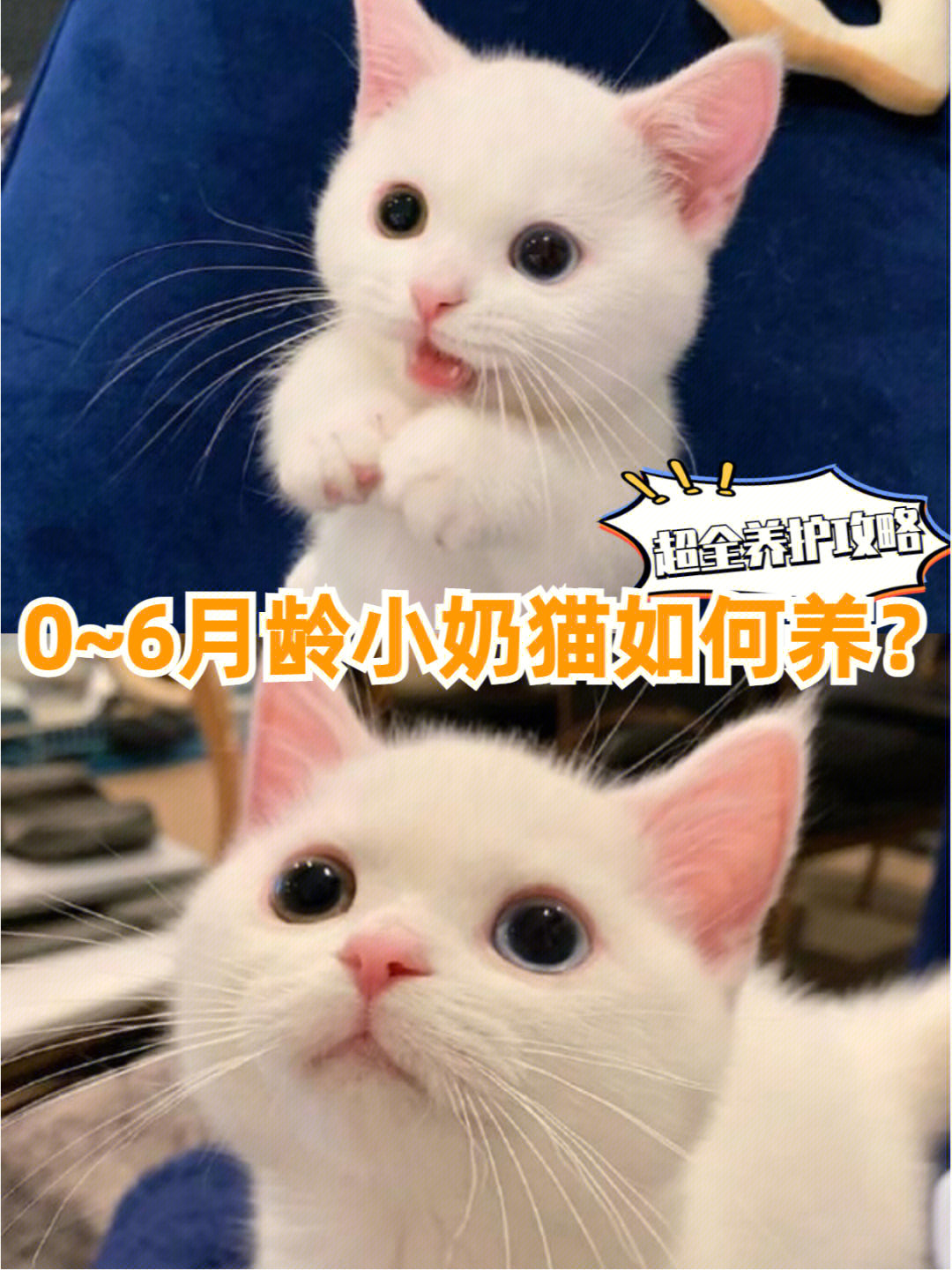 猫各个月龄图片图片