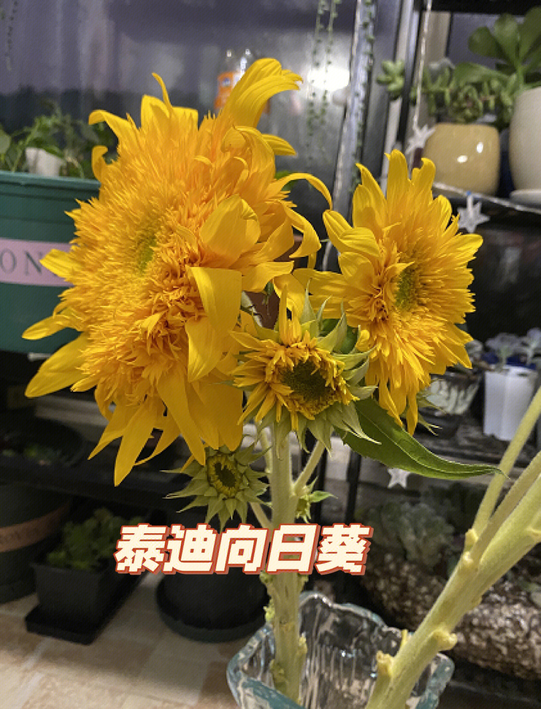 泰迪花花语图片