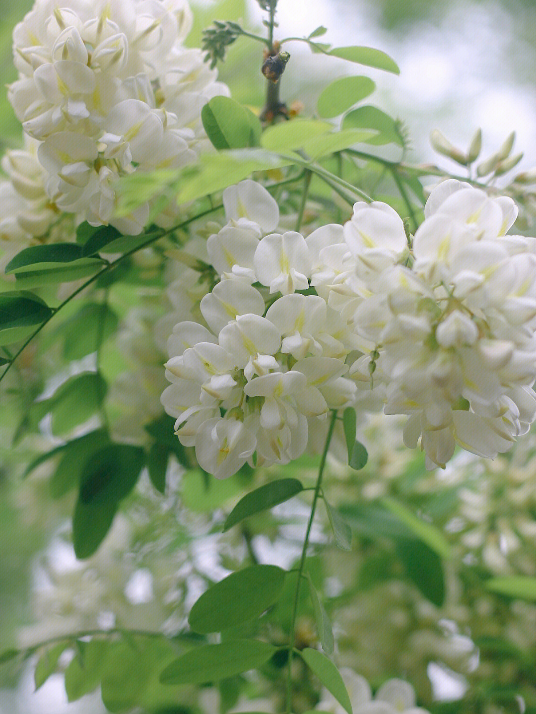 巷子的槐树花开了,花香清甜