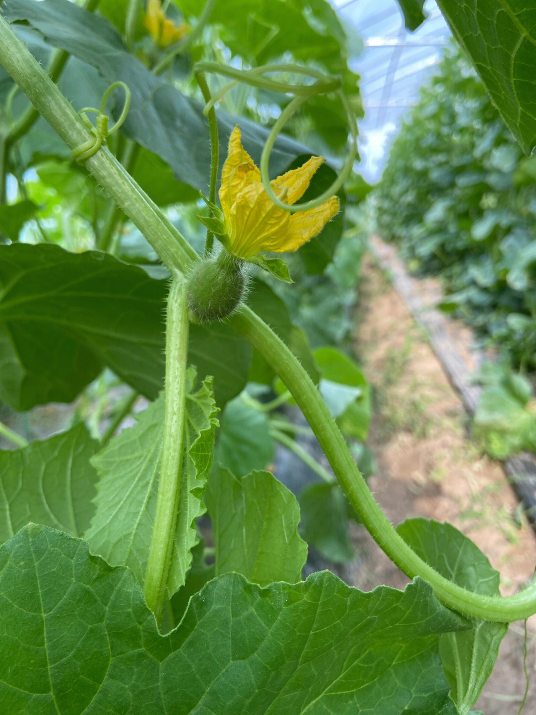 今年是我人生中第一次种植海蜜甜瓜90