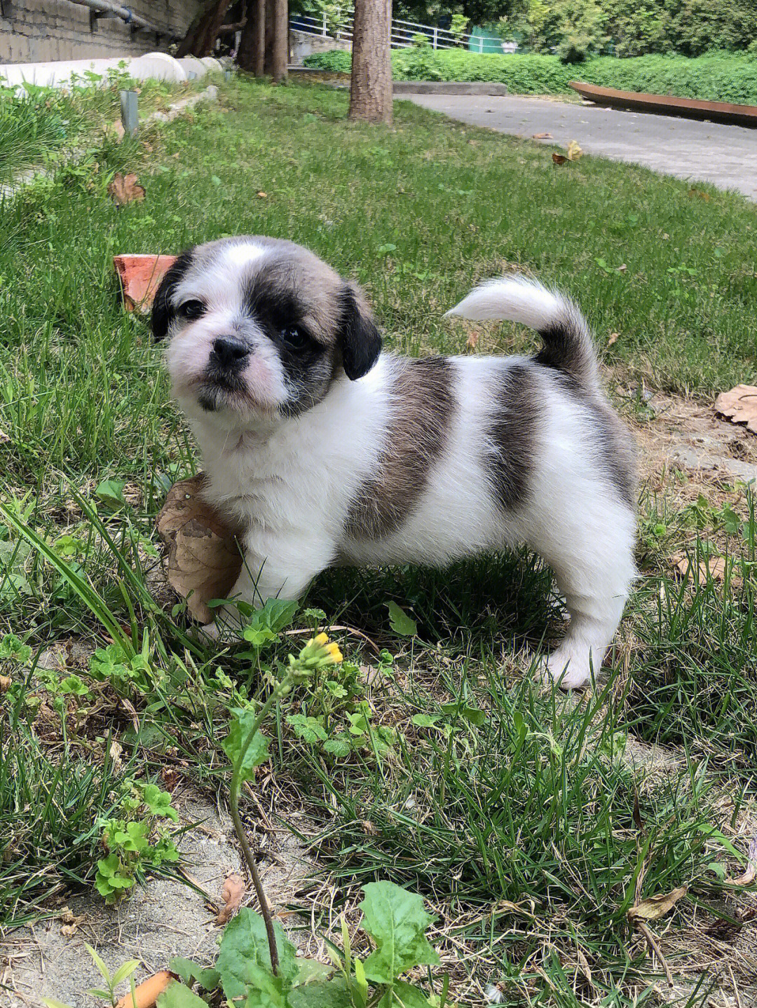 巴哥犬和泰迪的杂交图图片