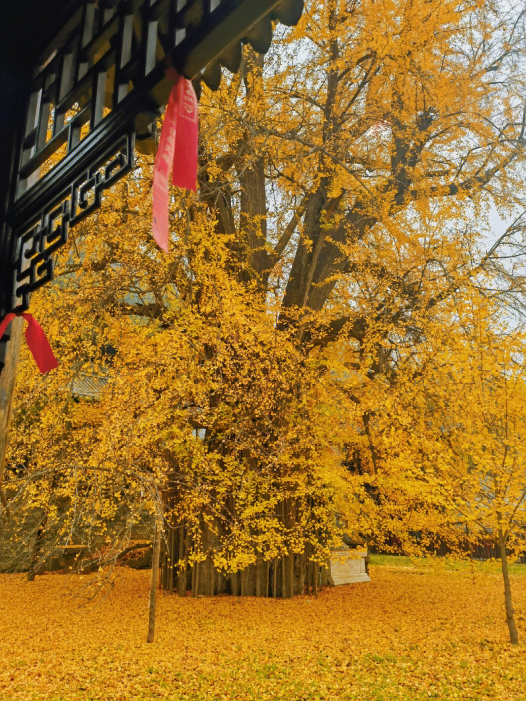 西安市终南山脚下古观音禅寺,千年银杏树满目金黄,熠熠生辉.