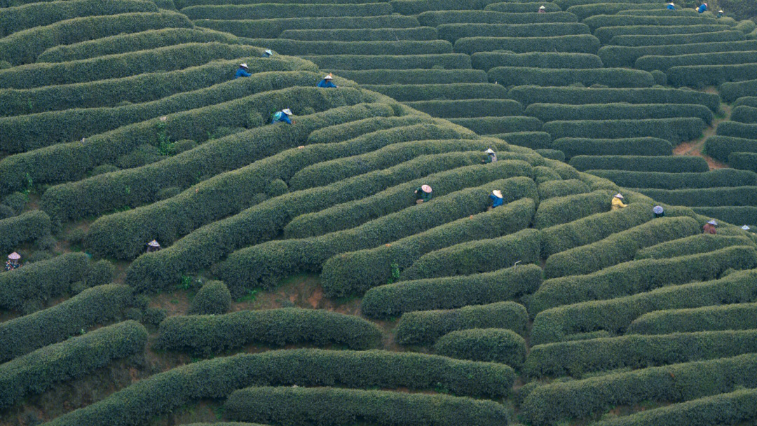 龙坞茶园龙井茶