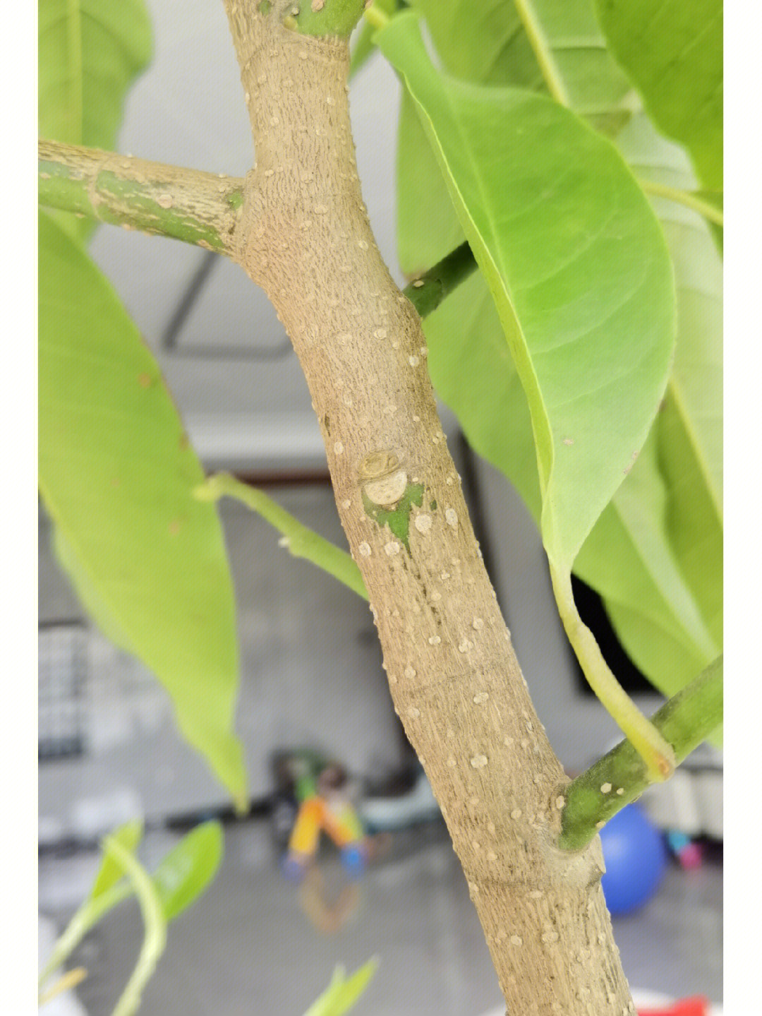 芦荟生蚧壳虫图片图片