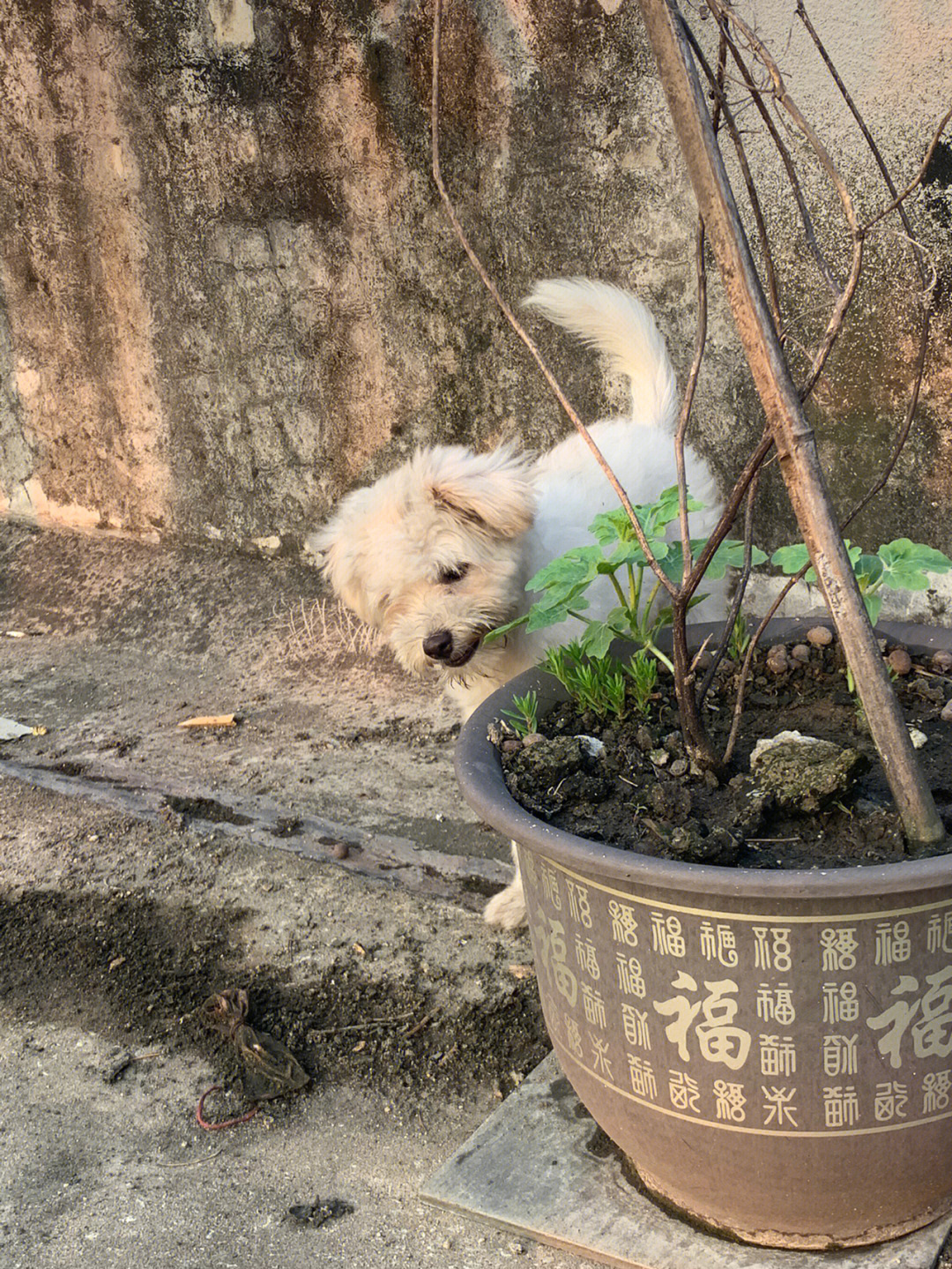 狗狗小白内裤畸形图片