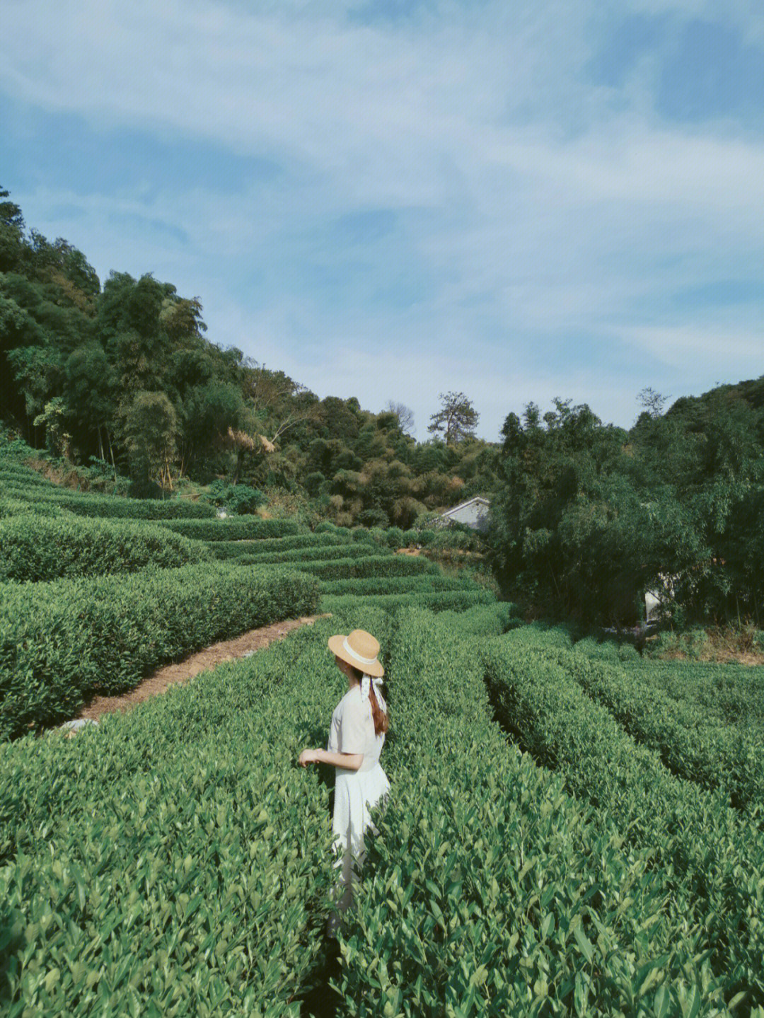 龙井茶园