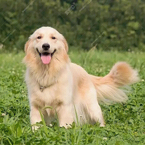 金毛寻回犬(golden retriever)是单猎犬,比较流行的狗的品种.