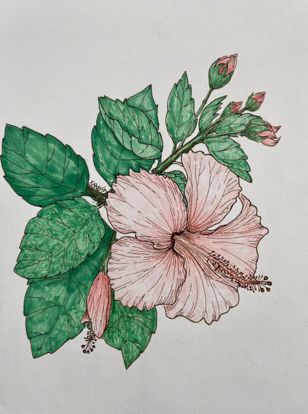 线稿临摹《自在飞花100种唯美手绘花卉线描技法》夏