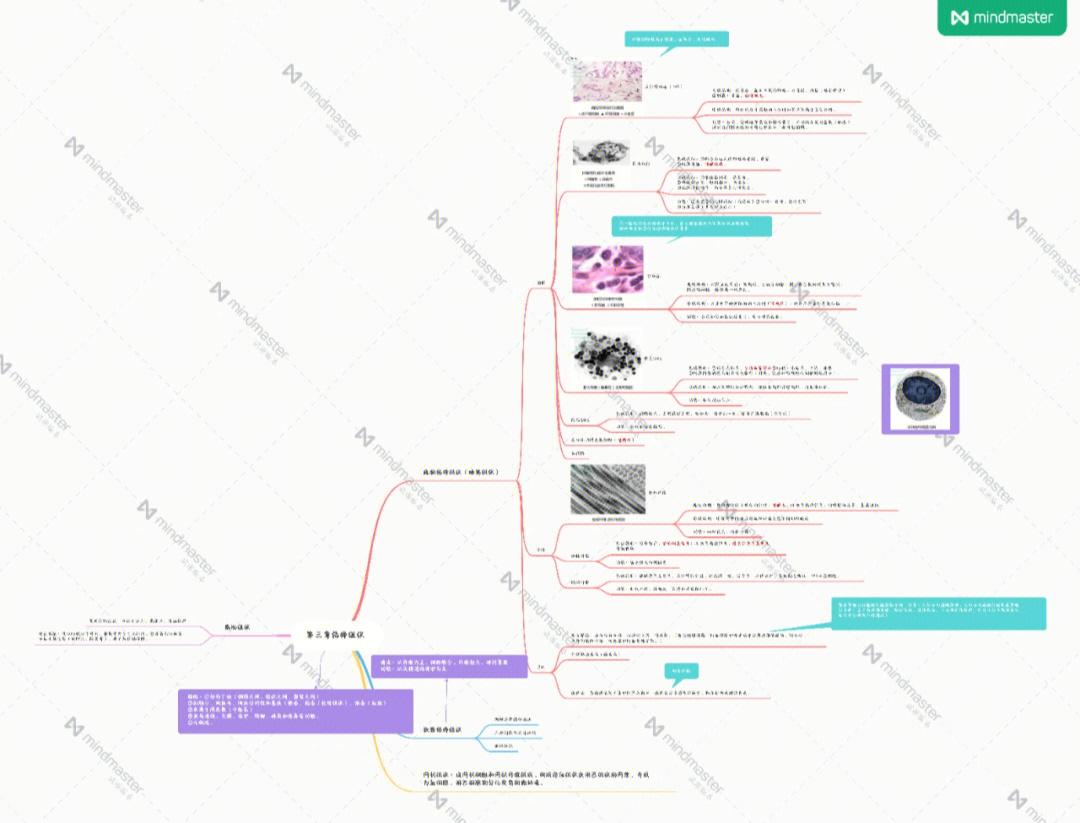 组胚思维导图