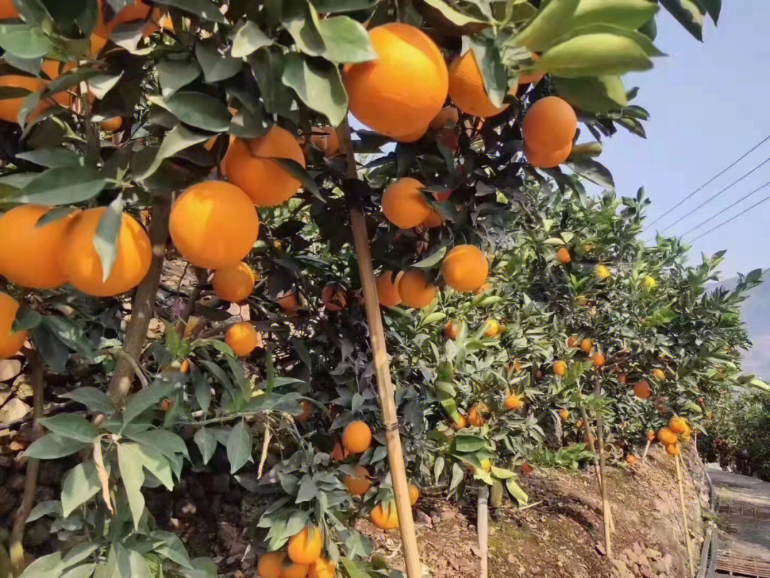 雷波脐橙简介图片