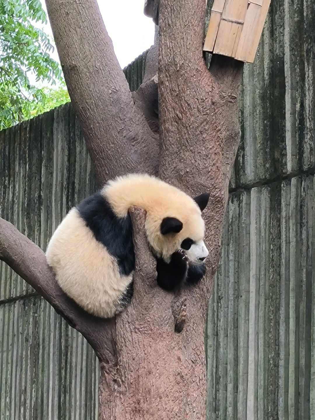 萌动了挂在树梢上托腮睡的熊猫幼崽