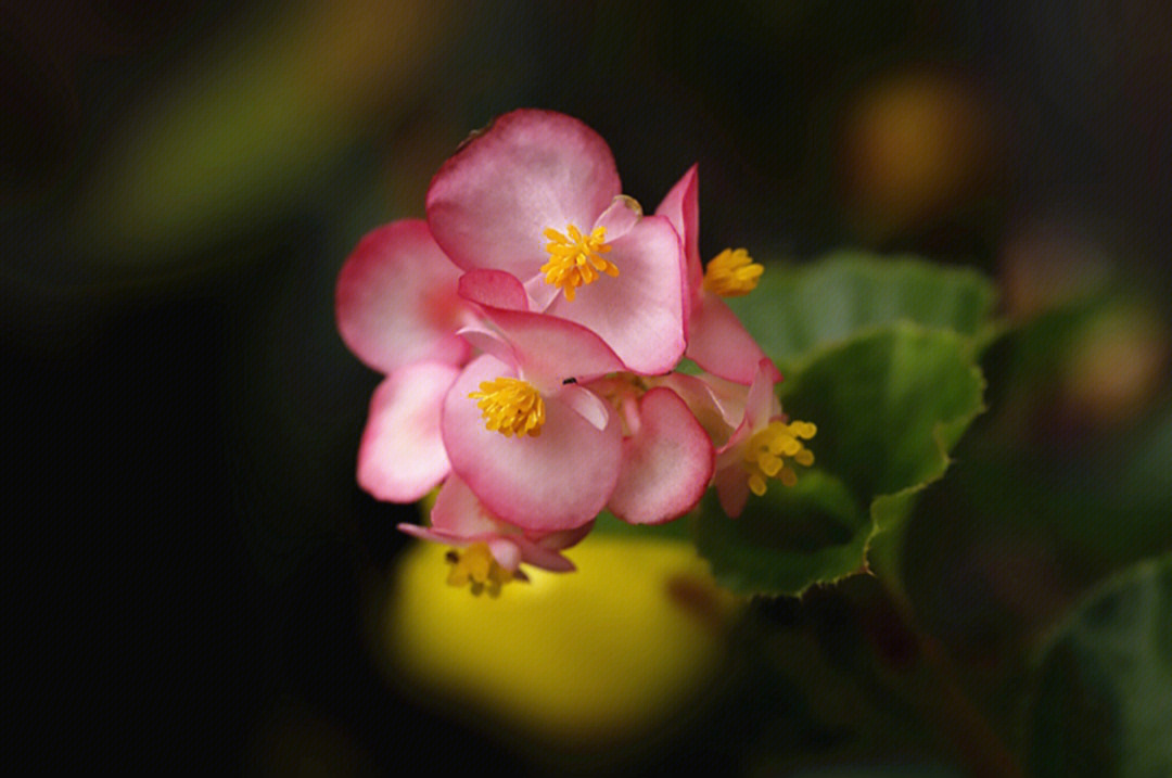 四季海棠花的样子图片