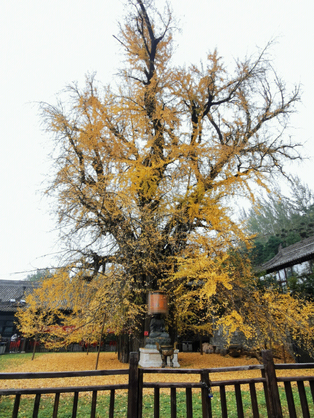古观音禅寺银杏树时间图片