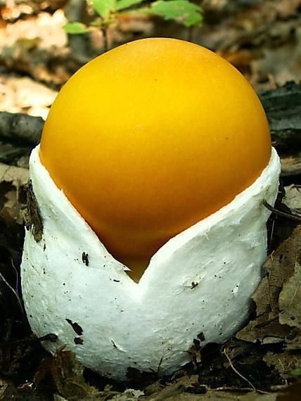 像鸡蛋一样的蘑菇太可爱了