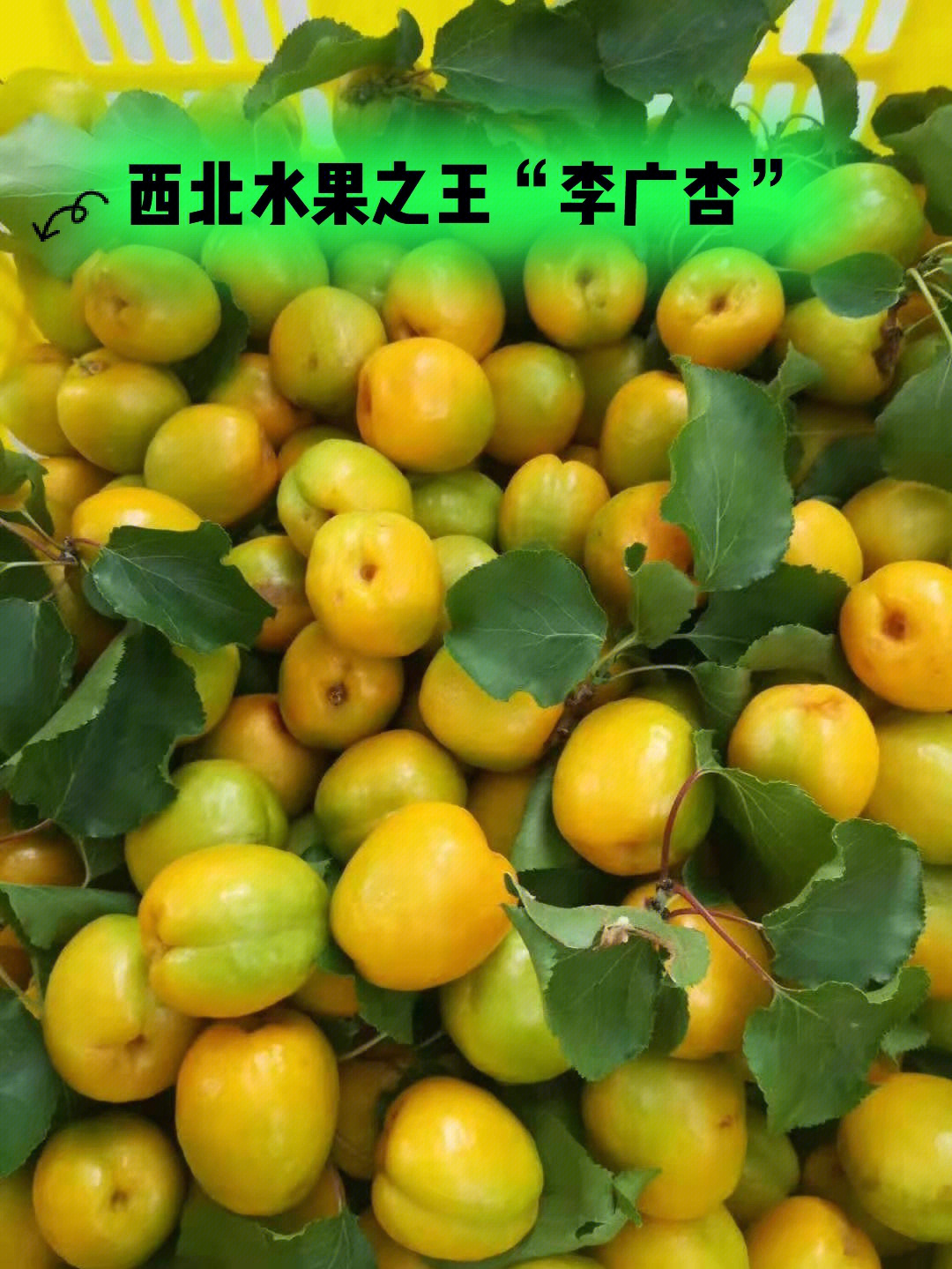 西北水果之王李广杏