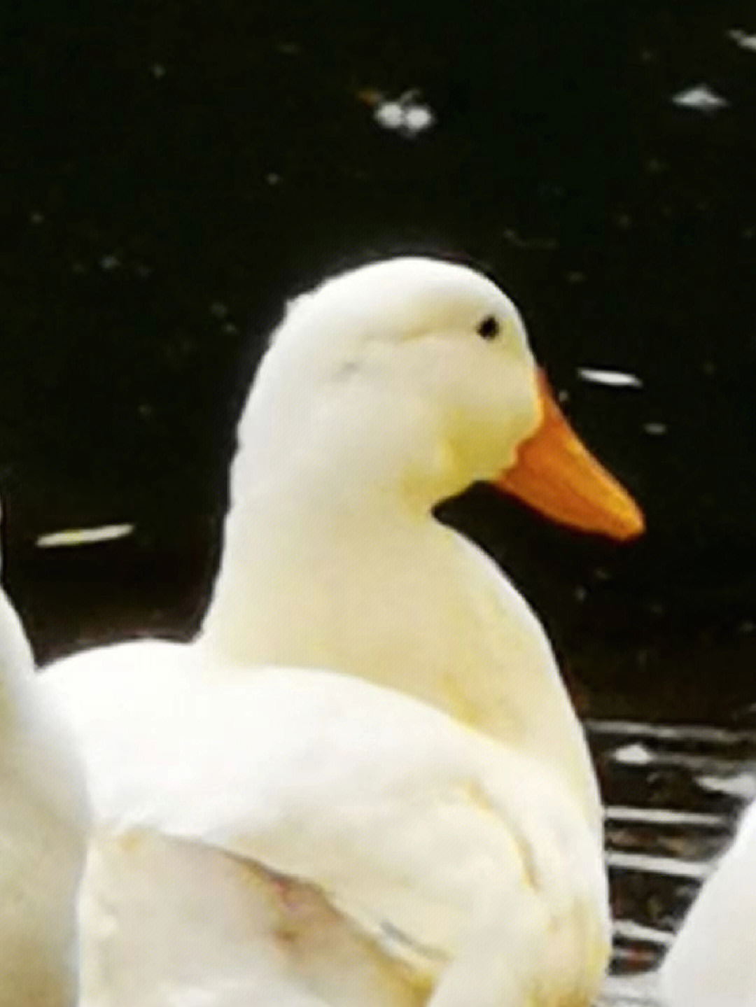 白色鸭子表情包叫什么图片