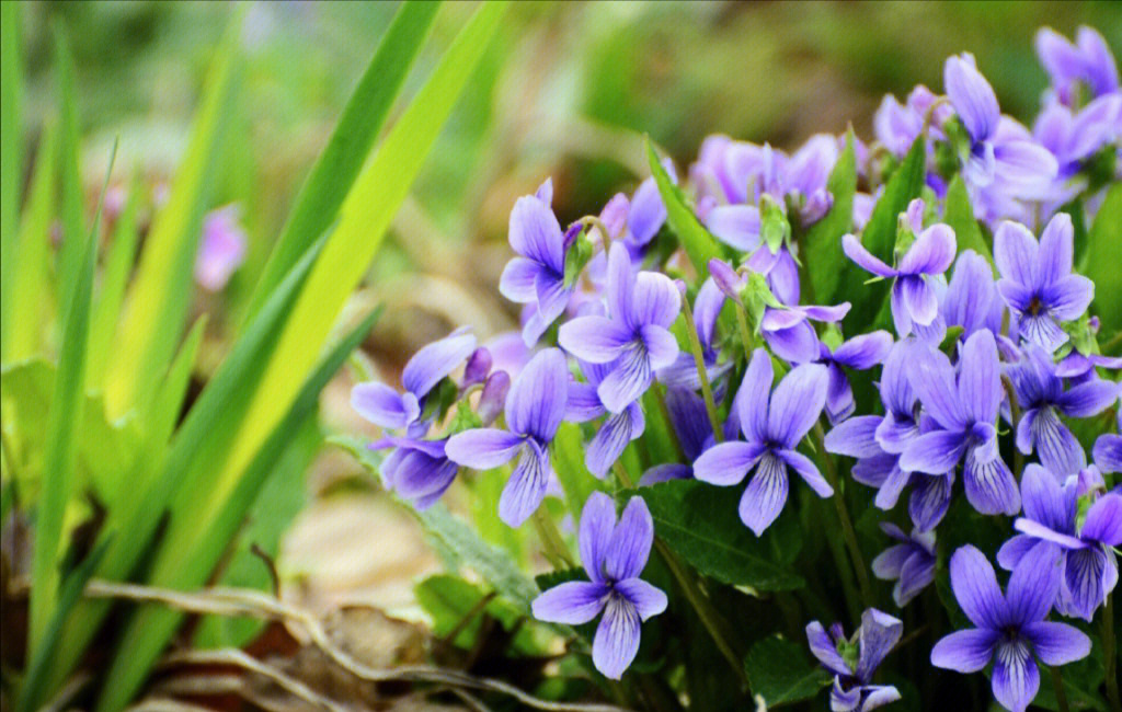 紫花地丁种子发芽图片图片