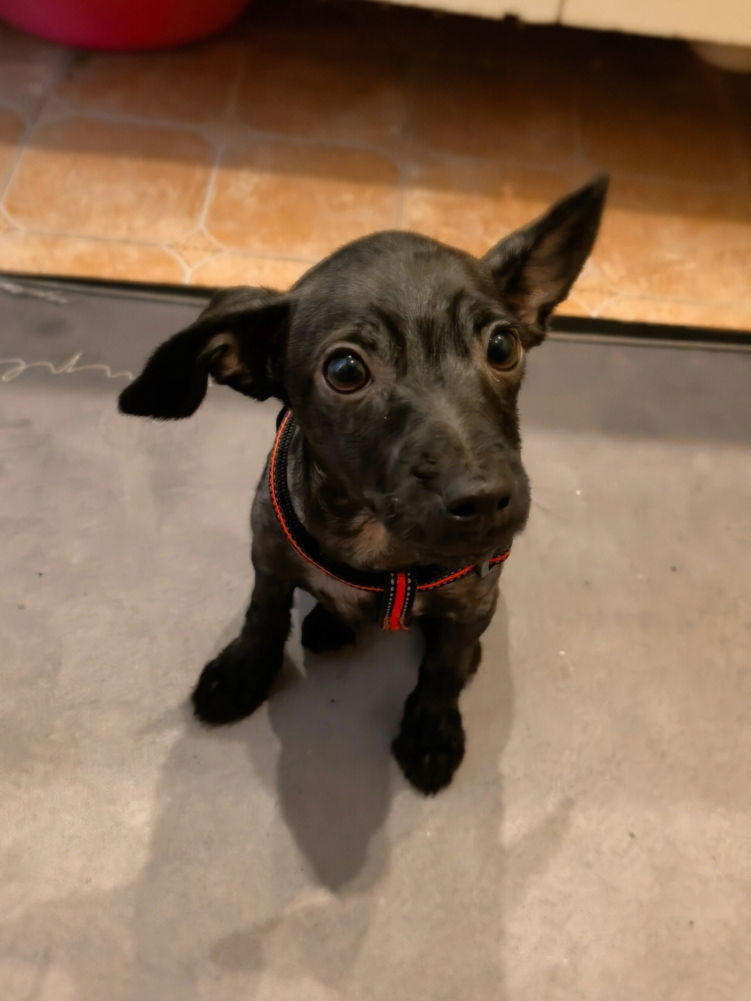 鹿犬和泰迪杂交种图片图片